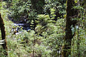 Brook stream in the rainforest at Cerro de la muerte, Costa Rica