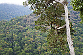 Bergregenwald am Cerro de la muerte, Costa Rica