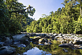 Rainforest, Orosi river, Tapanti National Park, Costa Rica