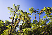 Tree ferns in the rainforest of Tapanti National Park, Costa Rica
