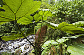Gunnera im Bergregenwald, Gunnera insignis, Vulkan Poas Nationalpark, Costa Rica