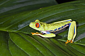 Rotaugenfrosch, Agalychnis callidryas, Regenwald, Costa Rica