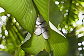 White Tent Bats asleep under a heliconia leaf, Honduran white bats, Ectophylla alba, Braulio Carillo National Park, Costa Rica
