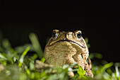 Cane Toad, Bufo marinus, lowland rainforest, Braulio Carrillo National park, Costa Rica, Central America