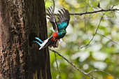 Resplendent Quetzal male in flight, Pharomachrus mocinno costaricensis, Costa Rica