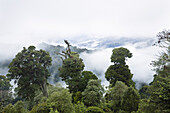 Bergregenwald am Cerro de la muerte, Costa Rica