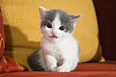 Young domestic kitten, Germany