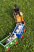 young domestic cats, kittens sleeping in a wooden toy train in the garden, Germany