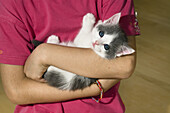 Young domestic cat, kitten in a girl's arms, Germany