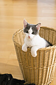 Young domestic cats playing with a waste paper basket, Germany
