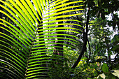 Pflanzen im Regenwald im Sonnenlicht, Havelock Island, Andamanen, Indien