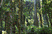 Bäume im sonnenbeschienenen Regenwald, Havelock Island, Andamanen, Indien