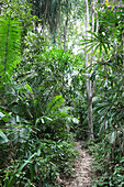 Path through the rainforest, Baratang, Middle Andaman, Andamans, India