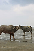 Water buffalos on Balu Dera Beach at low tide, Baratang, Middle Andaman, Andamans, India