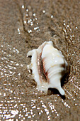 Muschel am Strand in der Lalaji Bay, Long Island, Middle Andaman, Andamanen, Indien