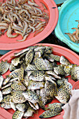 Fisch und Meeresfrüchte auf dem Markt, Central Market in Hoi An bei Da Nang, Vietnam