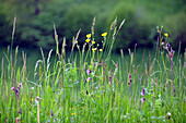 Mountain green and meadow flowers, Tyrol, Austria
