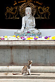 Cat looking at with flower offerings considered Buddha statue at the Ruvanveli Dagoba, Maha Vihara temple, Sacred City, Anuradhapura, Sri Lanka, Asia