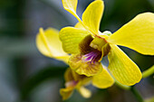 Orchideen im Botanischen Garten von Kandy, Kandy, Sri Lanka, Asien