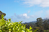 Teeplantage unter Wolkenhimmel, Ella, Hochland, Sri Lanka, Asien