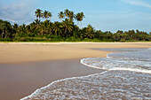 Coconut trees in the evening sun at Talalla beach, Talalla, Matara, South coast, Sri Lanka, Asia