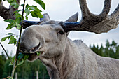 An elk bull at Christer Johansson elkfarm Älgens Hus, Bjurholm, Västerbotten, Sweden, Europe