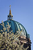 Kirschblueten vor Berliner Dom im Fruehling, Berlin