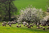 Flock of sheep under cherry blossom at Eggenen valley near Obereggenen, Markgräfler Land, Black Forest, Baden-Württemberg, Germany