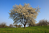 Blühende Kirschbäume im Eggener Tal bei Obereggenen, Markgräfler Land, Südlicher Schwarzwald, Baden-Württemberg, Deutschland