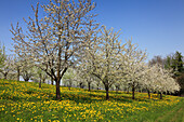 Blühende Kirschbäume im Eggener Tal bei Obereggenen, Markgräfler Land, Südlicher Schwarzwald, Baden-Württemberg, Deutschland