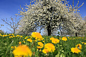 Blühende Kirschbäume im Eggener Tal bei Obereggenen, Markgräfler Land, Südlicher Schwarzwald, Baden-Württemberg, Deutschland