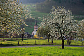 Blühende Kirschbäume im Eggener Tal bei Feuerbach, Markgräfler Land, Südlicher Schwarzwald, Baden-Württemberg, Deutschland