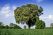 Chestnut in a field near Rathenow, Brandenburg, Germany