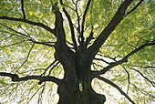 Beech tree in Belvedere palace garden, Weimar, Thuringia, Germany