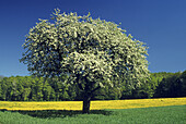 Pear blossom near Mosbach, Neckar, Baden-Württemberg, Germany