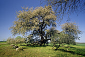 Apfelbaum bei Stubbendorf, Mecklenburg-Vorpommern, Deutschland