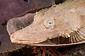 Juveniler Braunwangen-Palttkopf, Cymbacephalus beauforti, Raja Ampat, West Papua, Indonesien