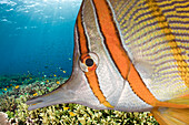Kupferstreifen-Pinzettfisch, Chelmon rostratus, Raja Ampat, West Papua, Indonesien