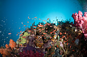 Anthias over Coral Reef, Pseudanthias cheirospilos, Raja Ampat, West Papua, Indonesia