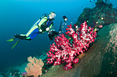 Scuba Diver and red Soft Coral, Dendronephthya sp., Raja Ampat, West Papua, Indonesia