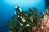 Scuba Diver watches Butterflyfish, Chaetodon adiergastos, Raja Ampat, West Papua, Indonesia