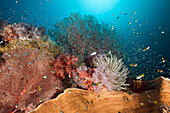 Gesundes Korallenriff, Raja Ampat, West Papua, Indonesien