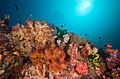 Gesundes Korallenriff, Raja Ampat, West Papua, Indonesien