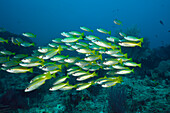 Bigeye Snapper over Coral Reef, Lutjanus lutjanus, Raja Ampat, West Papua, Indonesia