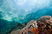 Korallenriff, Raja Ampat, West Papua, Indonesien