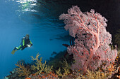 Taucherin und Korallenriff, Raja Ampat, West Papua, Indonesien