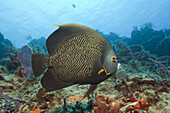French Angelfish, Pomacanthus paru, Cozumel, Caribbean Sea, Mexico