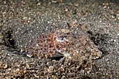 Sepie tarnt sich im Sand, Sepia sp., Lembeh Strait, Nord Sulawesi, Indonesien