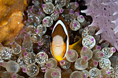 Clarks Anemonenfisch in Blasen-Anemone, Amphiprion clarkii, Entacmaea quadricolor, Lembeh Strait, Nord Sulawesi, Indonesien