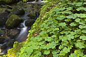 Waldklee, Sauerklee am Bach, Getådalen, Östergötland, Schweden